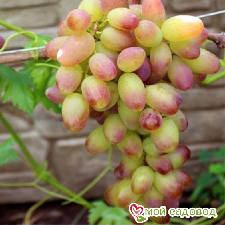 Виноград Сенсация