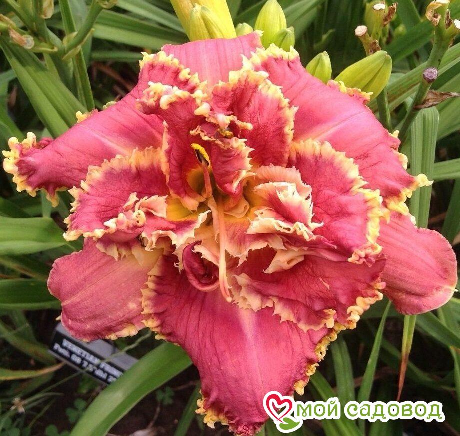 ЛИЛЕЙНИК ВЕНЕЦИАН ФРИНЖ