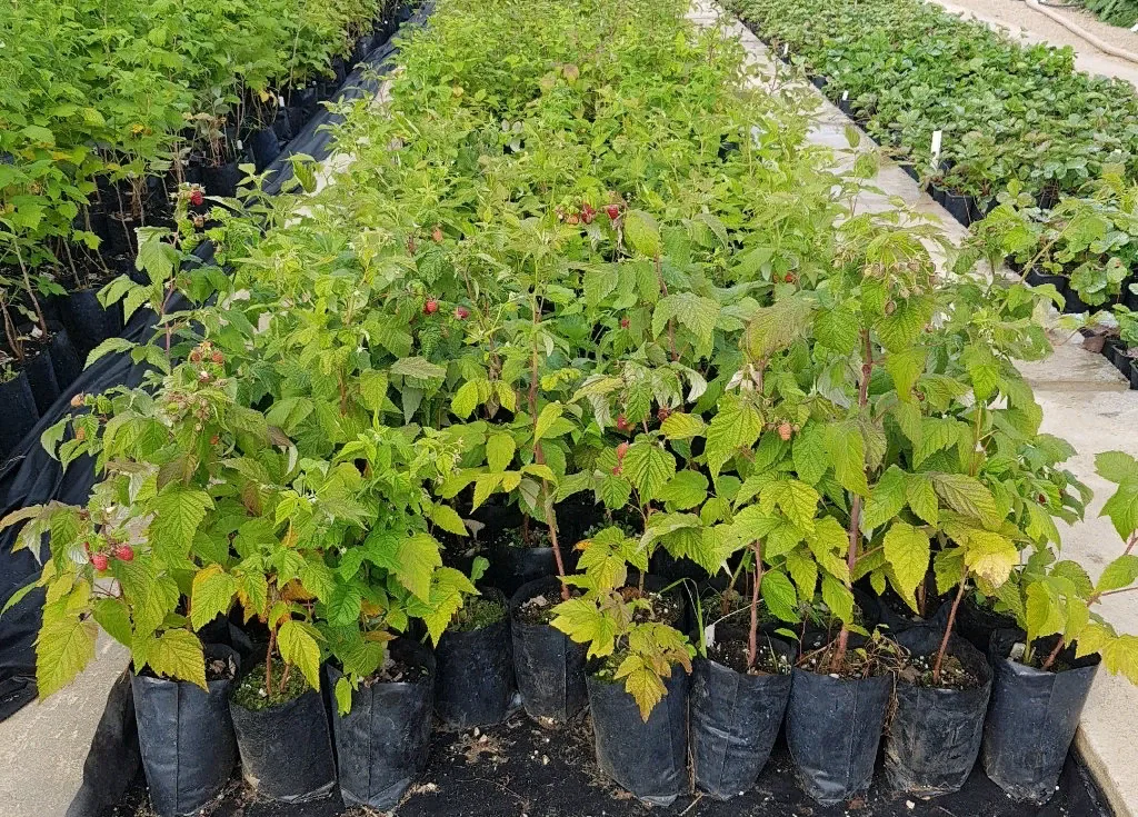 Малина Синее Чудо