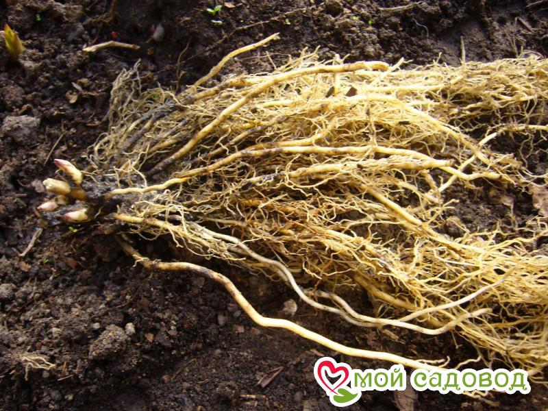 Флокс Лэйси Глейз